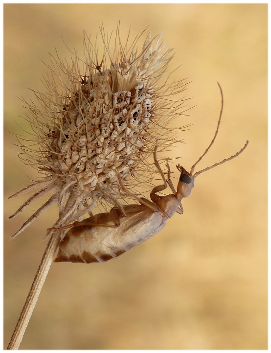 Da classificare: Vesperus luridus, femmina